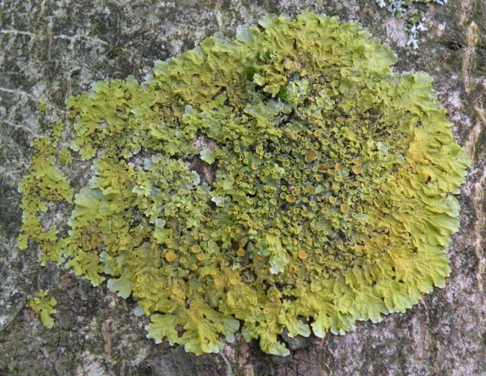 Licheni in un giardino in montagna